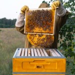 Mniej miodu na stole? Alarmujące doniesienia z pasiek