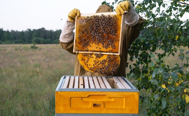 Mniej miodu na stole? Alarmujące doniesienia z pasiek