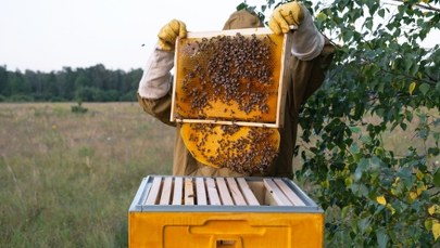 Mniej miodu na stole? Alarmujące doniesienia z pasiek