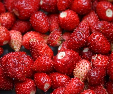 Mniej popularne od truskawek, a szkoda. Poziomki oczyszczają z toksyn i wspierają trawienie 