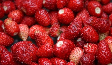 Mniej popularne od truskawek, a szkoda. Poziomki oczyszczają z toksyn i wspierają trawienie 