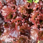 Mniej znana sałata, która niszczy bakterie i poprawia wzrok. Warto jeść na zdrowe oczy i lepszą odporność