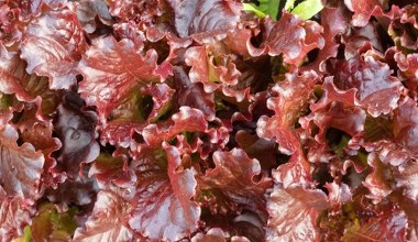 Mniej znana sałata, która niszczy bakterie i poprawia wzrok. Warto jeść na zdrowe oczy i lepszą odporność