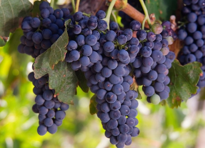Mniejsze zbiory winogron, mniejsza produkcja wina. Poziom ma spaść do 1961 r. /123RF/PICSEL