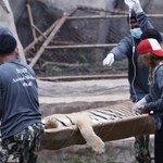 Mnisi nielegalnie przetrzymywali 137 tygrysów