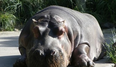 Mnóstwo ciał hipopotamów w jeziorze. Zabił je patogen odkryty w Polsce