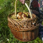 trójmiasto Mnóstwo grzybów rzut beretem od Trójmiasta. Tu jeżdżą doświadczeni grzybiarze