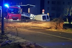 Mocno wieje nad Bałtykiem. Powalone drzewa w Kołobrzegu 