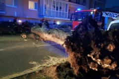 Mocno wieje nad Bałtykiem. Powalone drzewa w Kołobrzegu 