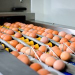 Mocny wzrost importu mięsa drobiowego i jaj z Ukrainy. Branża zaniepokojona
