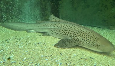 Moda na rekina w domu. To wcale nie jest etyczne