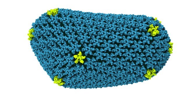 Model atomowy kapsydu HIV /materiały prasowe