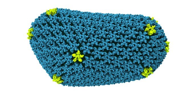 Model atomowy kapsydu HIV /materiały prasowe