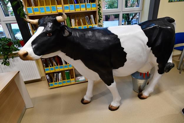 Model krowy do nauki dojenia /PAP