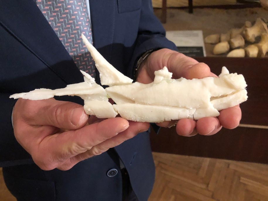 Model najstarszego zęba dwukorzeniowego powiększony dziesięciokrotnie /Michał Dobrołowcz /RMF FM