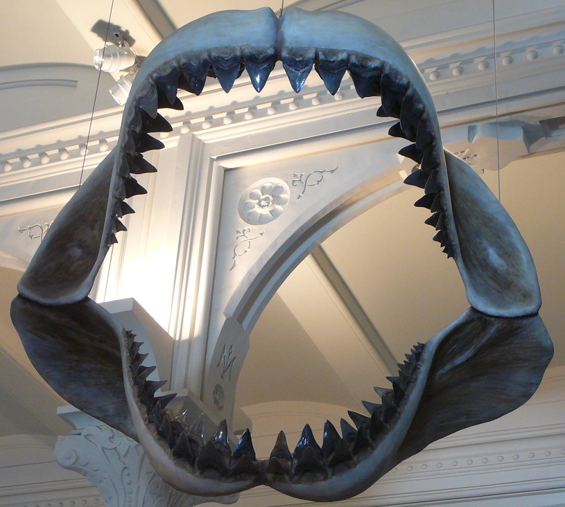 Model szczęki Megalodona w Muzeum Historii Naturalnej w Nowym Jorku /Wikipedia