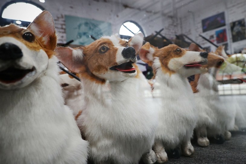 Modele psów rasy Corgi, przygotowywane na paradę /SYLVAIN PEUCHMAURD/ADRIAN DENNIS/AFP/East News /East News