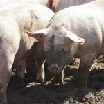 Modyfikacja genetyczna świń. Mięso ma trafić niedługo do sprzedaży