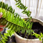 Mogą zniszczyć twoje palmy i paprocie. W ten sposób się ich pozbędziesz