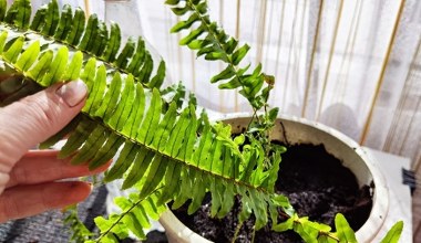 Mogą zniszczyć twoje palmy i paprocie. W ten sposób się ich pozbędziesz