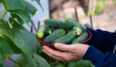 Mój dziadek zawsze sieje to przed ogórkami. Latem rozdaje plony całej rodzinie 