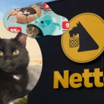 Mój kot ignoruje większość zabawek. Te z Netto od 9 zł go wciągnęły