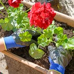 Moja babcia przycina pelargonie na zimę tylko w ten sposób. Wiosną są jeszcze piękniejsze 