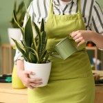 Moja sansewieria nie marnieje zimą. Wzmacniam ją tym