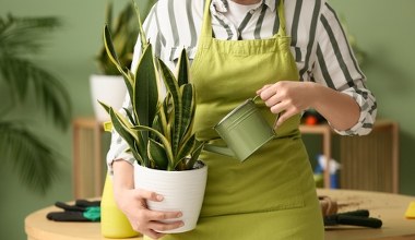 Moja sansewieria nie marnieje zimą. Wzmacniam ją tym