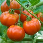 działka Moje pomidory rosną jak szalone. Co roku wzbogacam tym glebę