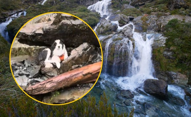 Mokra i wyczerpana czekała tydzień na właścicielkę. Poruszająca historia z happy endem