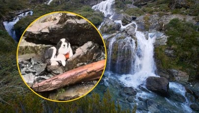 Mokra i wyczerpana czekała tydzień na właścicielkę. Poruszająca historia