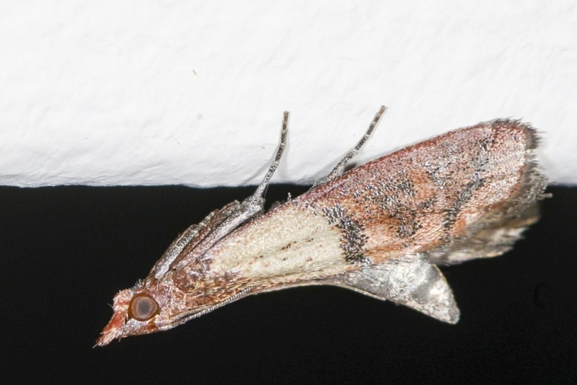 Mol spożywczy żywnościowy - Omacnica spichrzanka ( łac. plodia interpunctell ) /Piotr Kamionka /East News