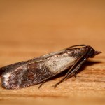 Mole buszują w twojej kuchni? Zdziwisz się, gdzie mogły się zadomowić