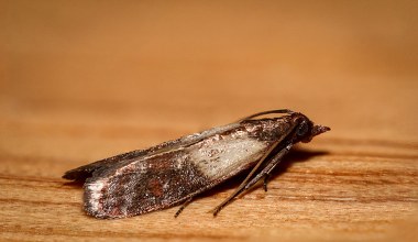 Mole buszują w twojej kuchni? Zdziwisz się, gdzie mogły się zadomowić 