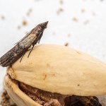 Mole spożywcze – kuchenne utrapienie. Czym są, skąd się biorą i jak je zwalczać?