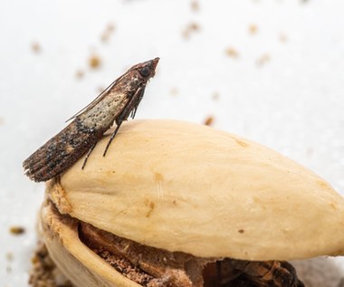 Mole spożywcze – kuchenne utrapienie. Czym są, skąd się biorą i jak je zwalczać?