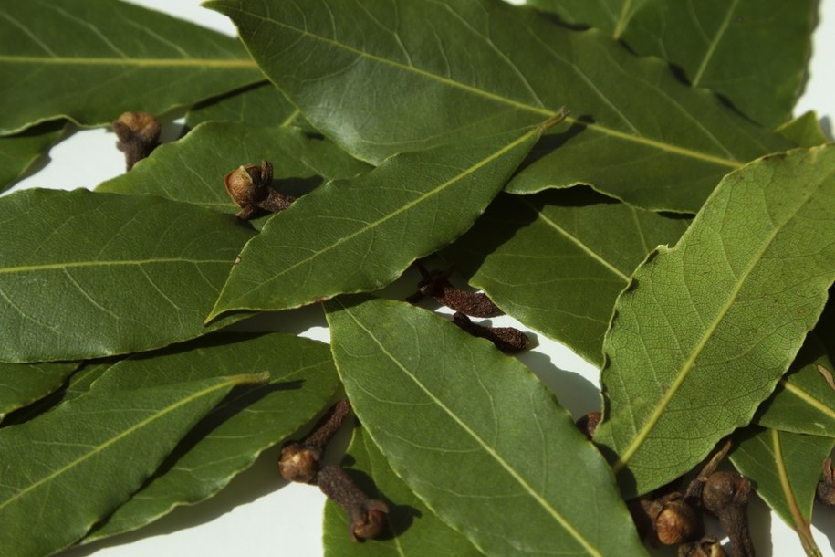 Mole spożywcze - mówią o nich "łakomczuchy z kuchennej szafki" /Shutterstock