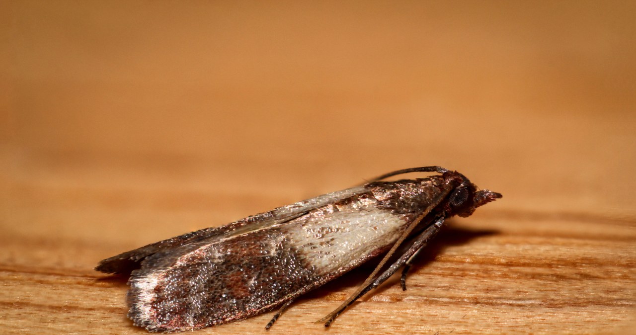 Mole spożywcze w kuchni — w jakich zakątkach lubią się chować? /123RF/PICSEL