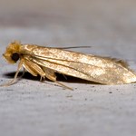 Mole ubraniowe przejęły szafę? To więcej niż tylko dziury w swetrze