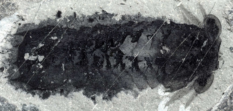 Mollisonia plenovenatrix. Fot. Royal Ontario Museum /materiały prasowe