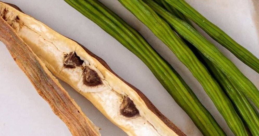 Молоді стручки морінги вживають як овоч, а з насіння добувають олію, яку використовують і в кулінарії, і в косметиці /Domena publiczna