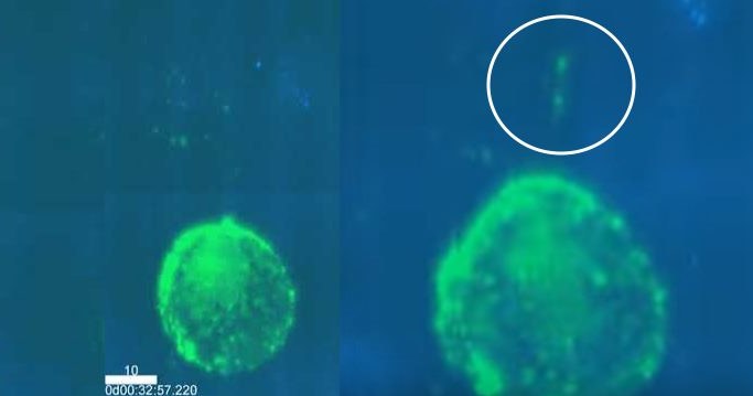 Moment, kiedy wirus HIV infekuje komórki. Fot.  Real et al./Cell Reports /materiały prasowe