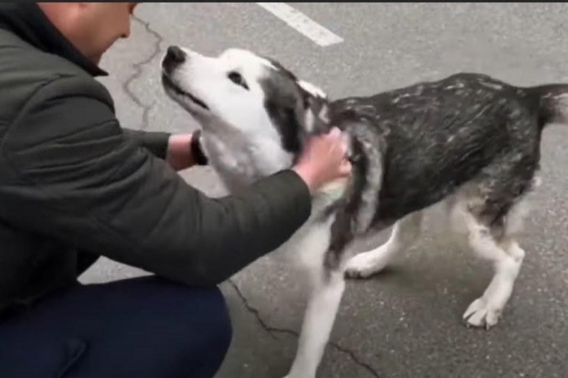 Moment odnalezienia przez mężczyznę jego psa w ukraińskiej Buczy został uwieczniony na filmie. Nagranie już jest hitem internetu /@CBSNews /YouTube
