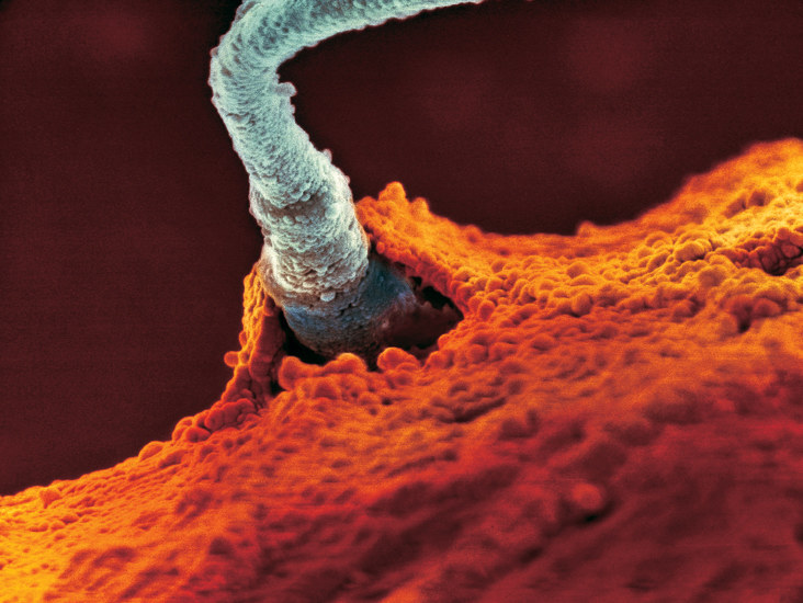 Moment wniknięcia plemnika do komórki jajowej pod mikroskopem elektronowym /materiały prasowe