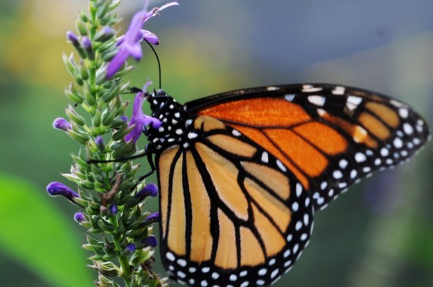 Monarch zbierający nektar z kwiatów /Mario Lopez /PAP/EPA