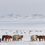 Mongolia: Najmroźniejsza zima od 50 lat. Zginęło niemal 5 mln zwierząt hodowlanych