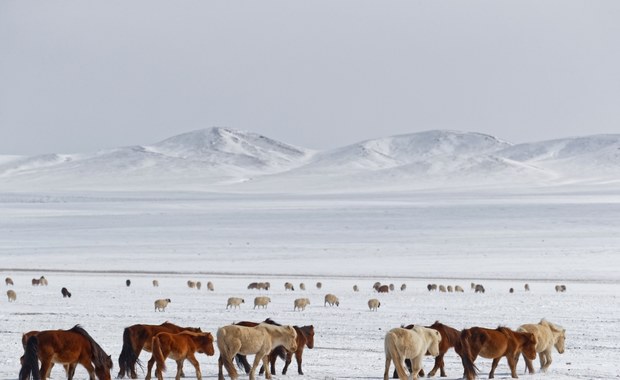 Mongolia: Najmroźniejsza zima od 50 lat. Zginęło niemal 5 mln zwierząt hodowlanych