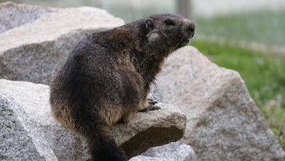 Mongolia: Nastolatek zmarł na dżumę. Zakaził się od świstaka 