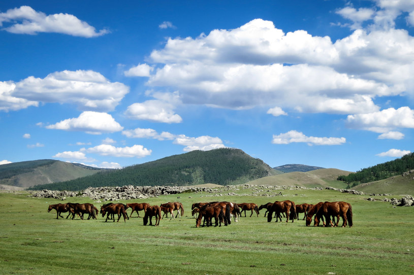 Mongolia, okolice rzeki Orkhon, zdjęcie ilustracyjne / 	Bartlomiej Kudowicz/FORUM    /FORUM